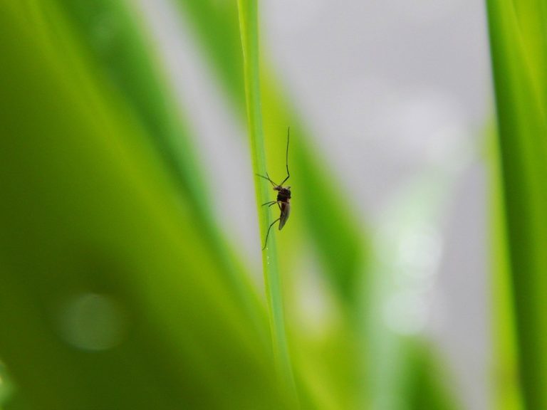 protection moustique
